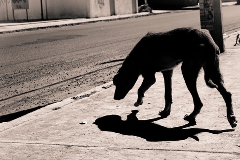 Abraham Alfredo Reyes Esparza | Urban Shadows