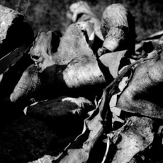 Ascanio Kurkumelis | Nature Meccaniche