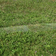 Barbara Uccelli | Sleeping-Beauty is missing