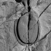 Roberto Tessari | Germoglio