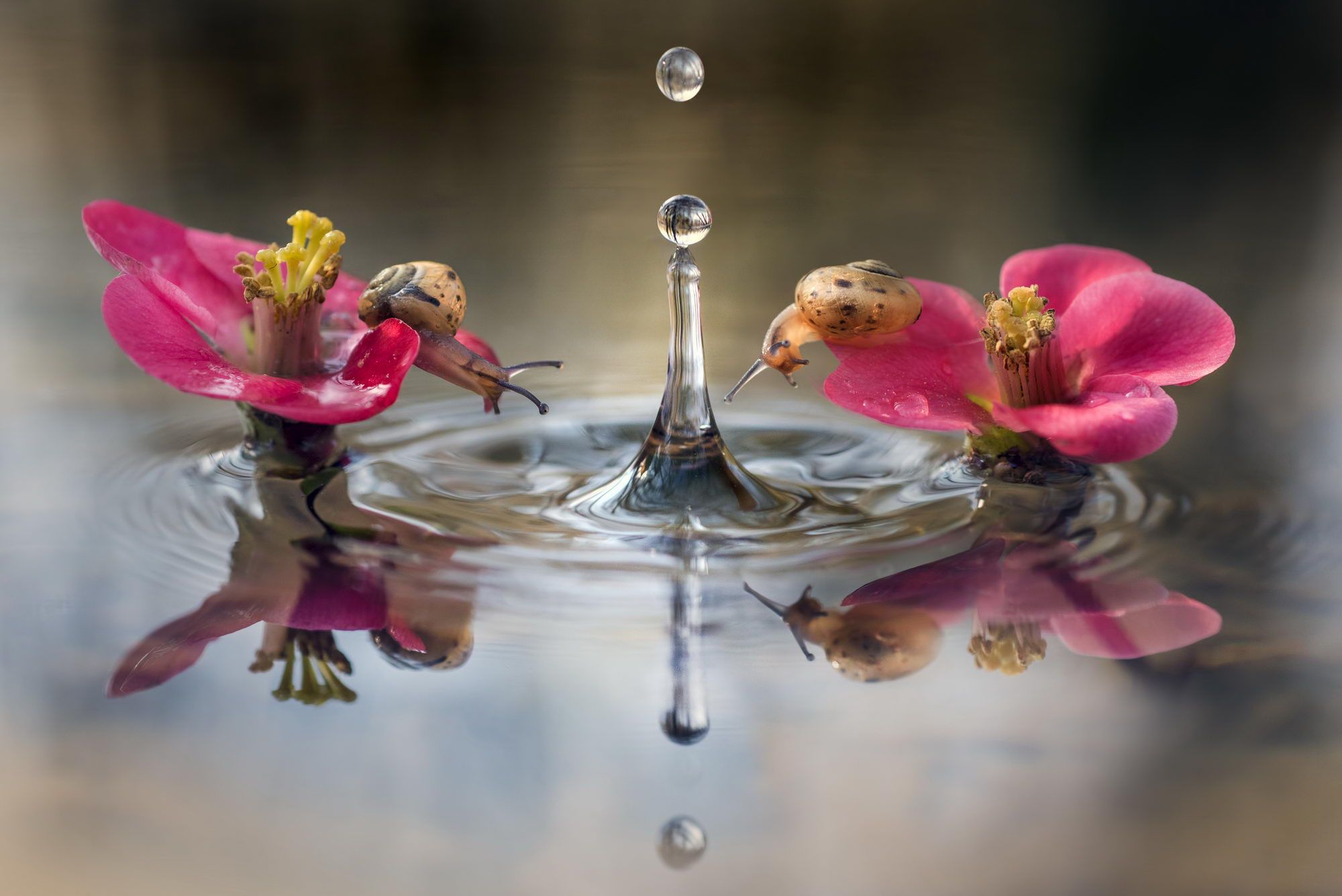 Alberto Ghizzi Panizza | Due lumachine curiose
