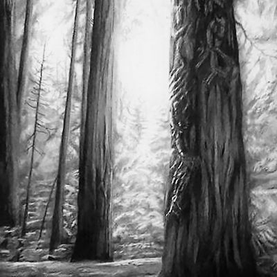 Luke Engle | Sacred Sequoia- Ethereal Glow