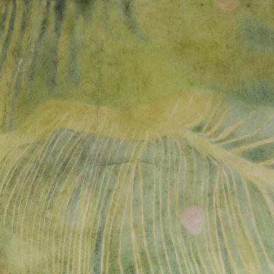 Sibilla Stefani | clorofilla