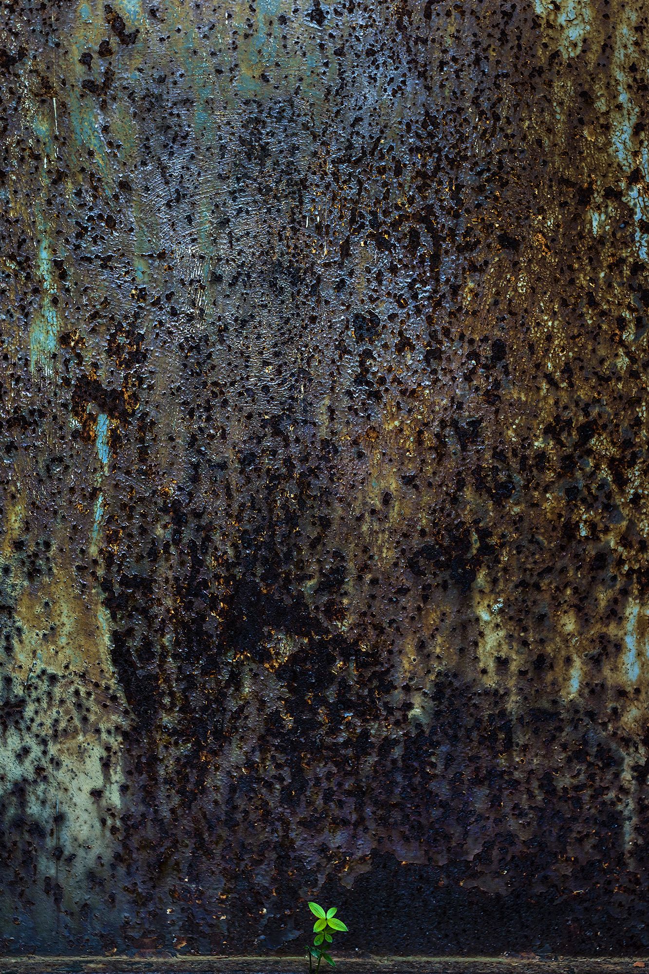 Silvano Pruzzo | A plant and the rust
