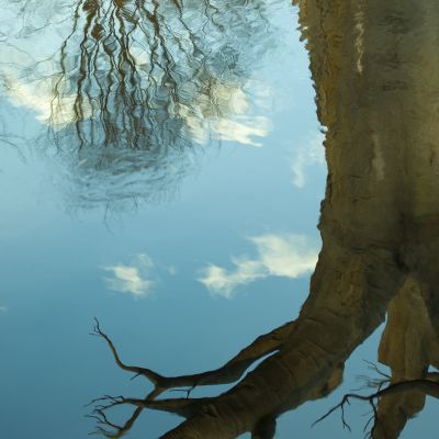 Silvano Pruzzo | Reflection of a fake tree