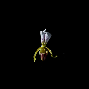 Angelo Iodice | Corteggiamento calmo 2016 - paphiopedilum leeanum