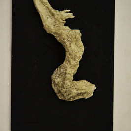  | CORPOAMORFO II
