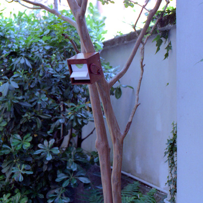  | Lagerstroemia animata