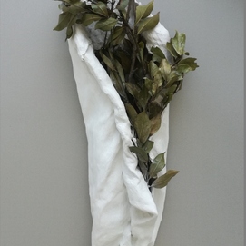  | Laurus nobilis