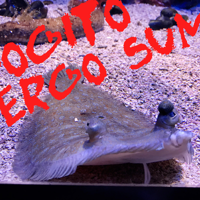  | “COGITO ERGO SUM”