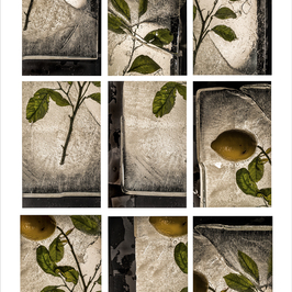  | L’alberello di limoni