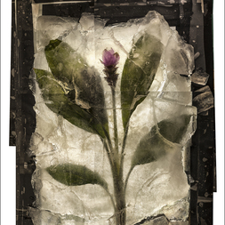 Stefano Zardini | La pianta dal fiore rosso.