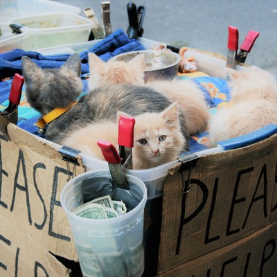  | Gattini a Manhattan