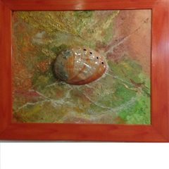  | Orecchio di Venere
