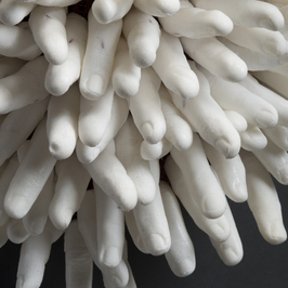  | Anemone, detail