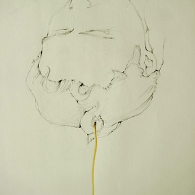  | Lorenzo/fiori nuovi