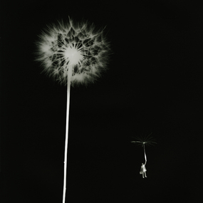Alice Serafino | Il Signor T. - Landing