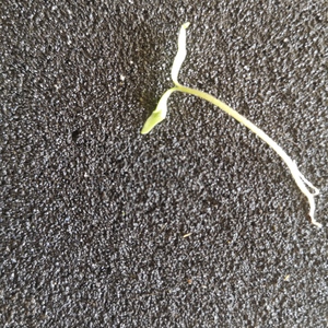  | asphalt seed