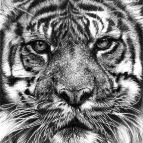  | Tigre.