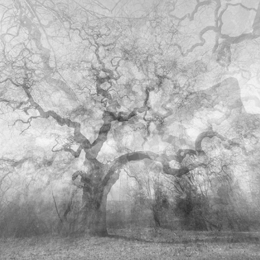 Luca Zampini | SOPHORA, Savorgnano