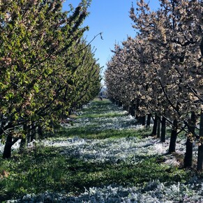  | I Giardini di Marzo 2021 - 2