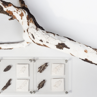  | Amygdalus communis L. - Puglia, 2000 dC Restauro integrativo