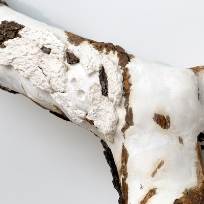  | Amygdalus communis L. - Puglia, 2000 dC Restauro integrativo