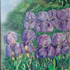  | Giaggioli del giardino