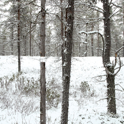  | Transforming Landscapes IIII