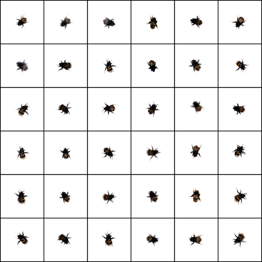 Thomas Schlereth | Praise of the bumblebee queen