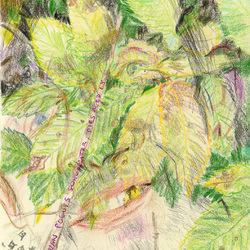 Aldo Dolcetti | PRATONELLA MACGOWAN