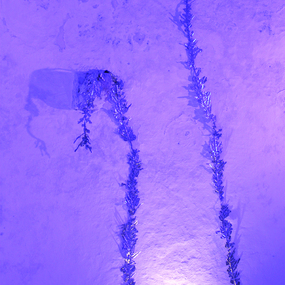 Deborah Graziano | Lay