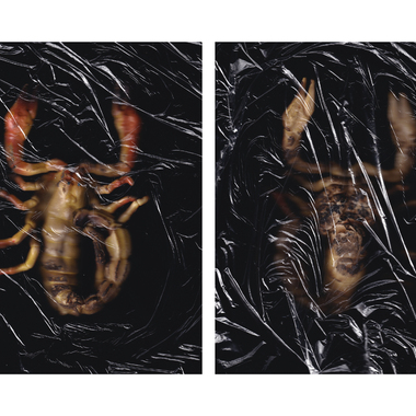 Ian Dexx | scorpio (the plague)