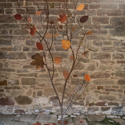 Isabella Sannipoli | NON CONFORME - ALBERO N° 1