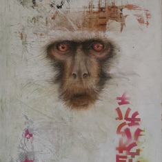 PATRIX | sciamanico (vervet monkey)