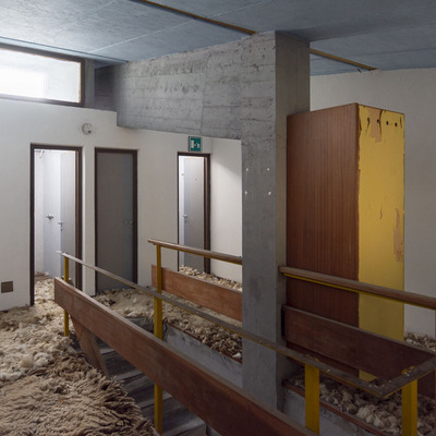  | Sessanta pecore circa