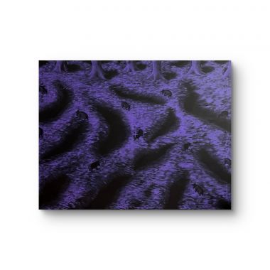 Alessandro Bonifacio | Tutti gli animali sono uguali