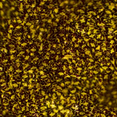  | Foglia d&rsquo;Amazzonia