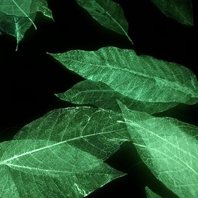  | Di foglie e stelle