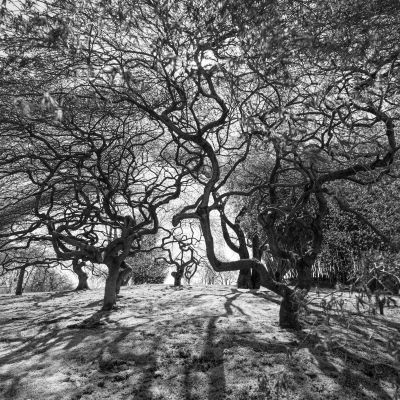  | Silenziosi Intrecci - 2025