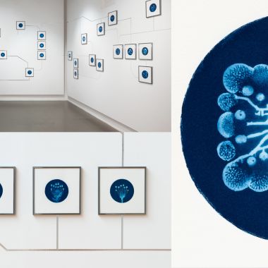 Olmo Amato | DEEP BLUE - Cianotipi di biodiversità artificiale
