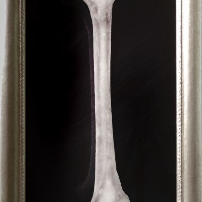  | &rdquo;Memento femur 1&rdquo;