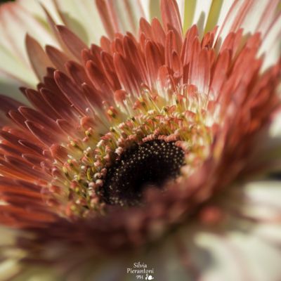  | Il colore della vita